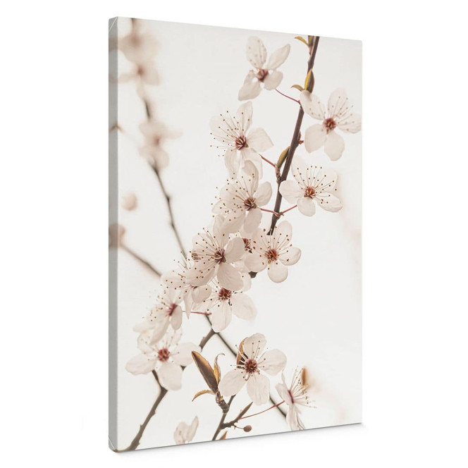 Leinwandbild Zweig mit weissen Kirschblüten - Sisi & Seb