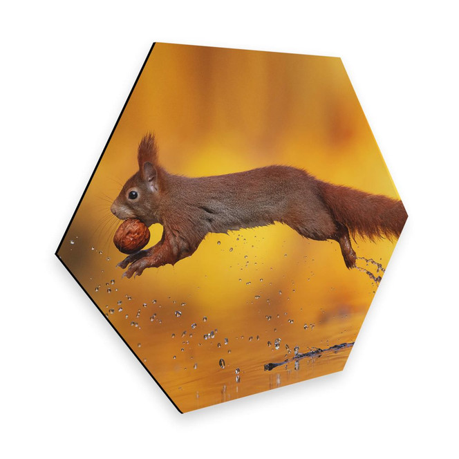 Hexagon - Alu-Dibond van Duijn - Eichhörnchen im Sprung