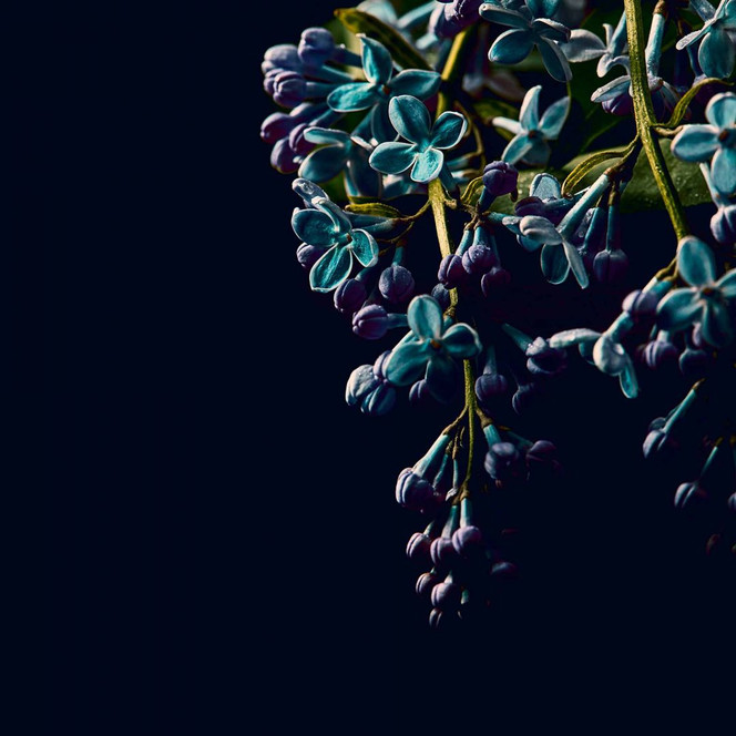 Fototapete Blumen DarkFlowers2 in schwarz lila - Vliestapete Designwalls 2 - 2.55x3.5 m