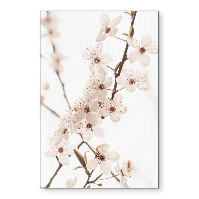 Wandbild Zweig mit weissen Kirschblüten - Sisi & Seb - Alu-Dibond