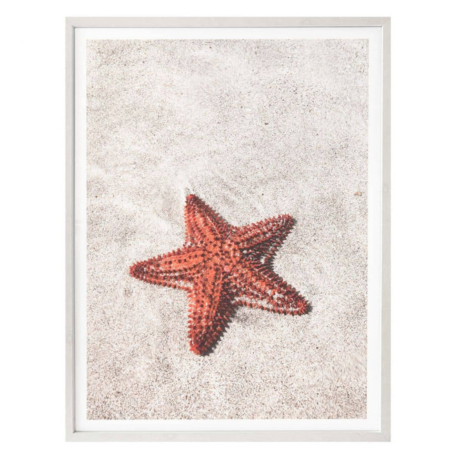 Poster Colombo - Roter Seestern