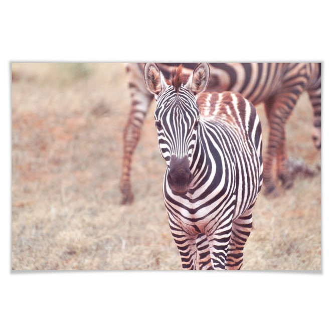 Poster Zebra-Fohlen
