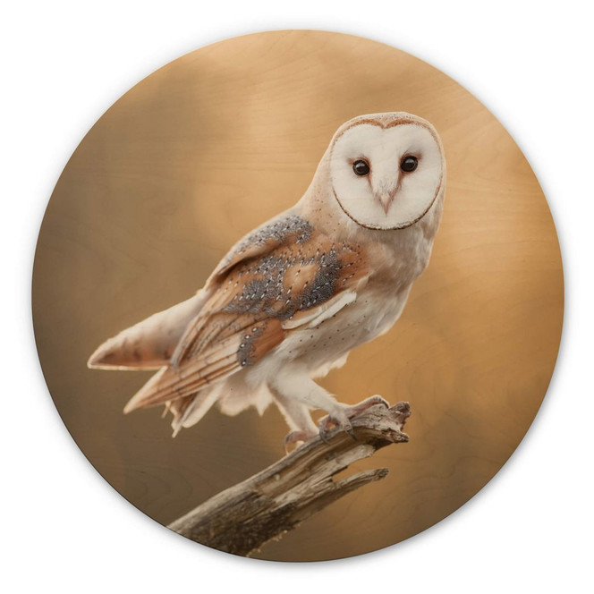 Holzbild van Duijn - Schleiereule in goldenem Licht - Rund