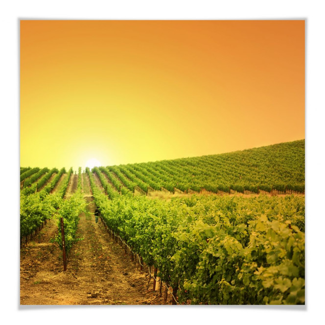 Poster Sonnenuntergang im Weinberg