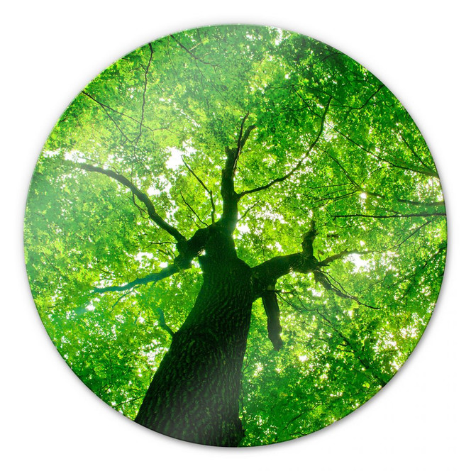 Glasbild Under the Trees - rund