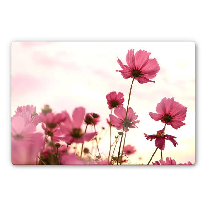 Glasbild Pinke Kosmeen