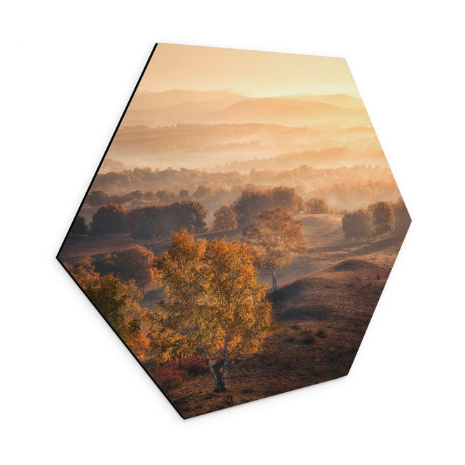 Hexagon Wandbild Birkenbäume im goldenen Morgentau - Cui - Alu-Dibond