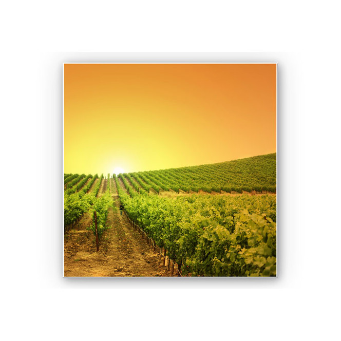Wandbild Sonnenuntergang im Weinberg