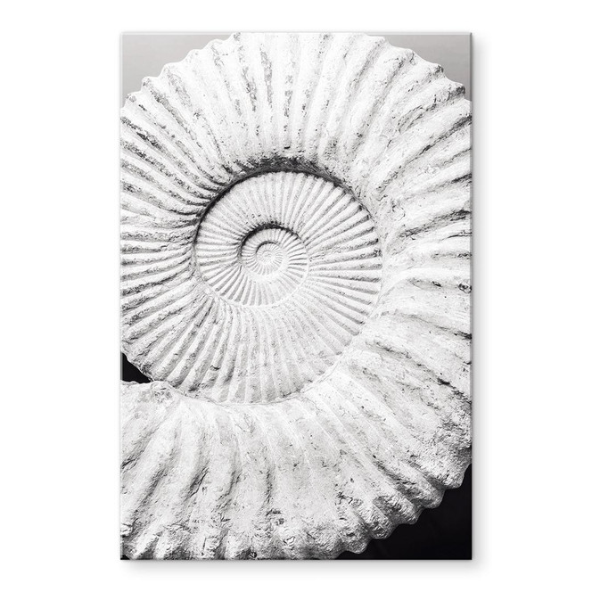 Acrylglas Fossile Muschel - Shot by Clint