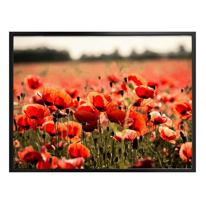 Poster Poppy Field