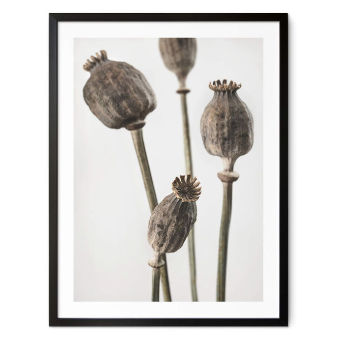 Poster 1X Studio - Getrocknete Mohnköpfe