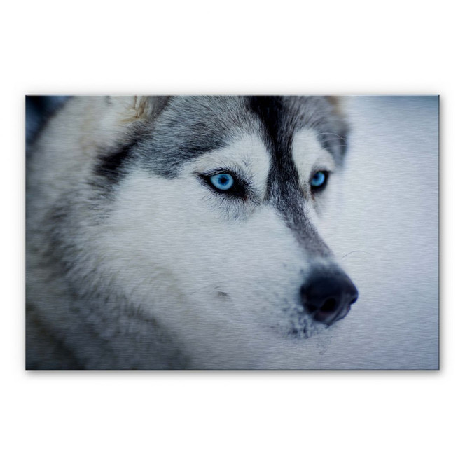 Alu-Dibond Bild Eisblaue Augen