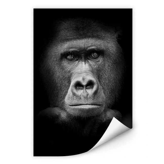 Wallprint Gorilla