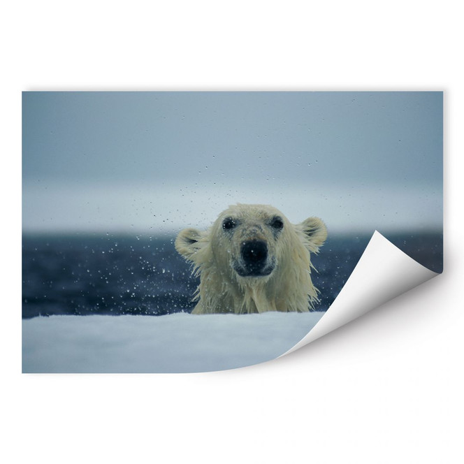 Wallprint NG Frecher Eisbär