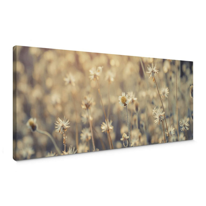 Leinwandbild Mexican Daisy - Panorama