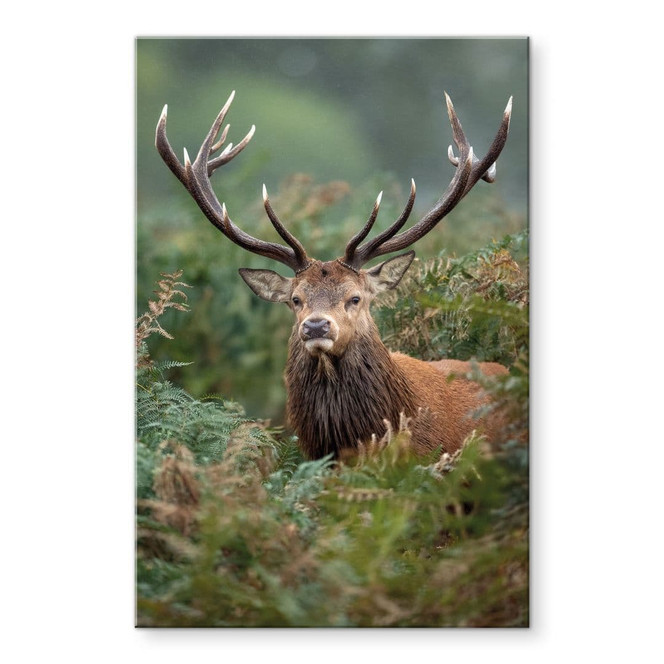 Acrylglasbild Rothirsch - Wächter des Waldes - van Duijn