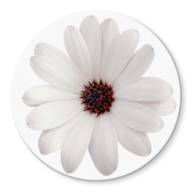 Glasbild Gerbera weiss - rund