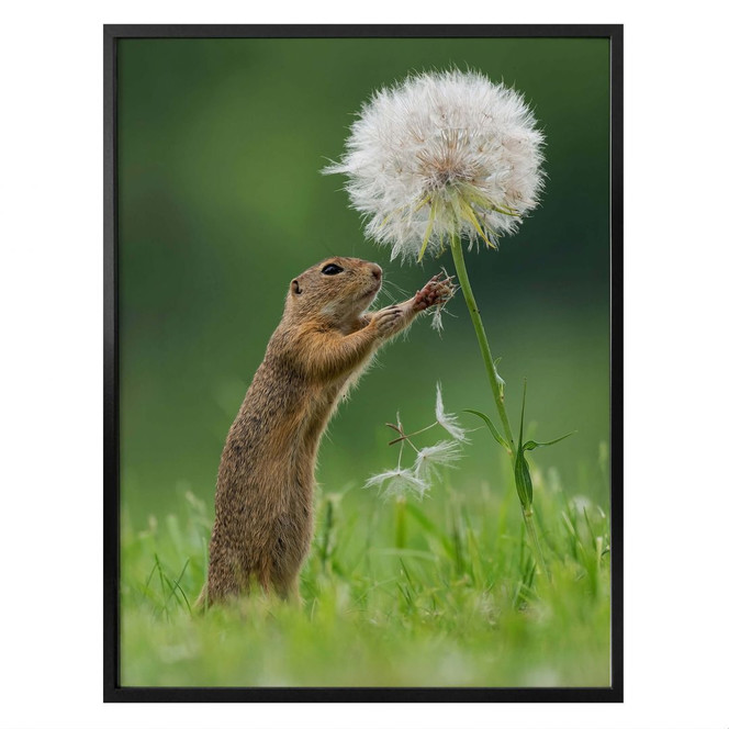 Poster van Duijn - Erdhörnchen mit Pusteblume
