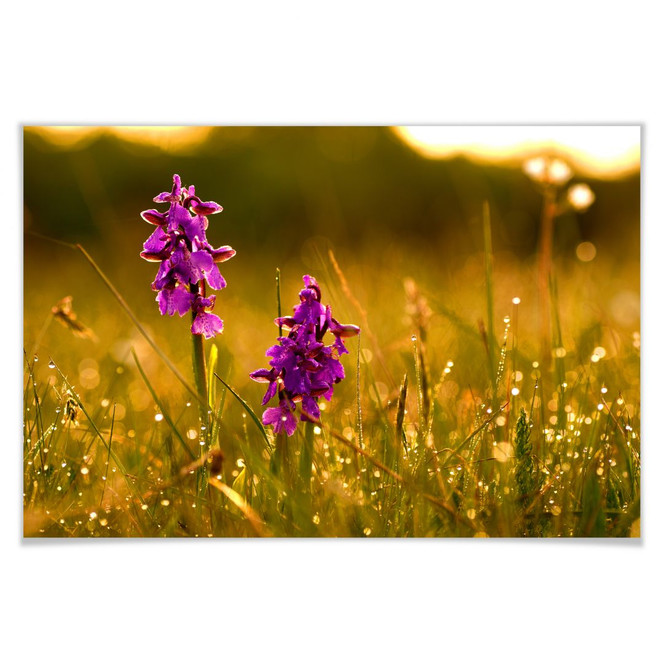 Poster Blumen im Morgentau