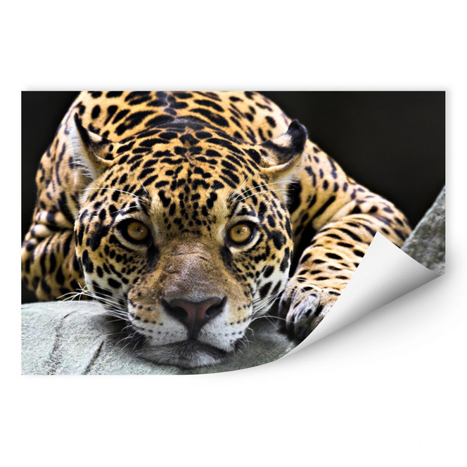 Wallprint Jaguar