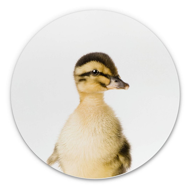 Alu-Dibond Sisi & Seb - Entenküken - Rund