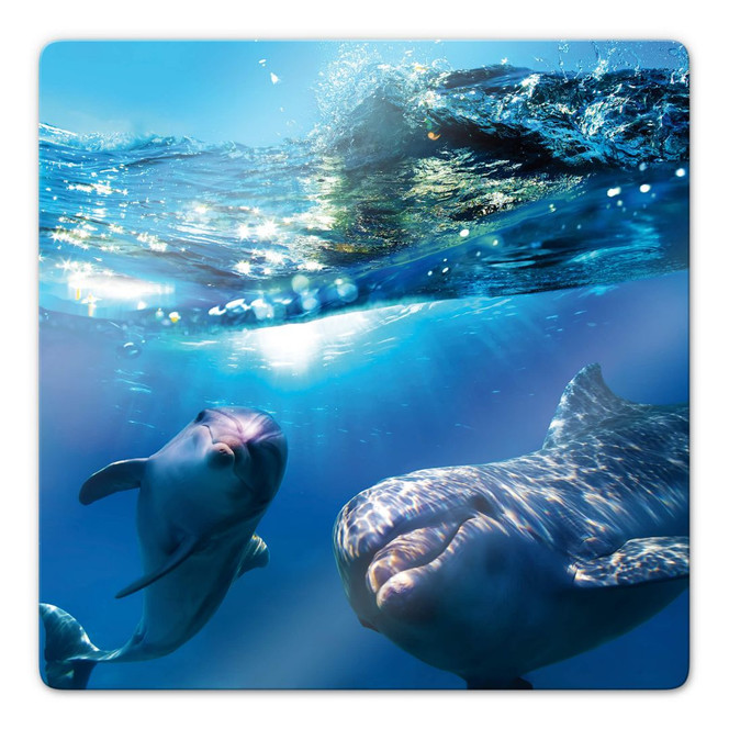 Glasbild Dolphins Underwater
