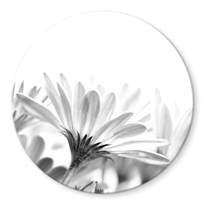 Glasbild Gänseblümchen im Detail - rund