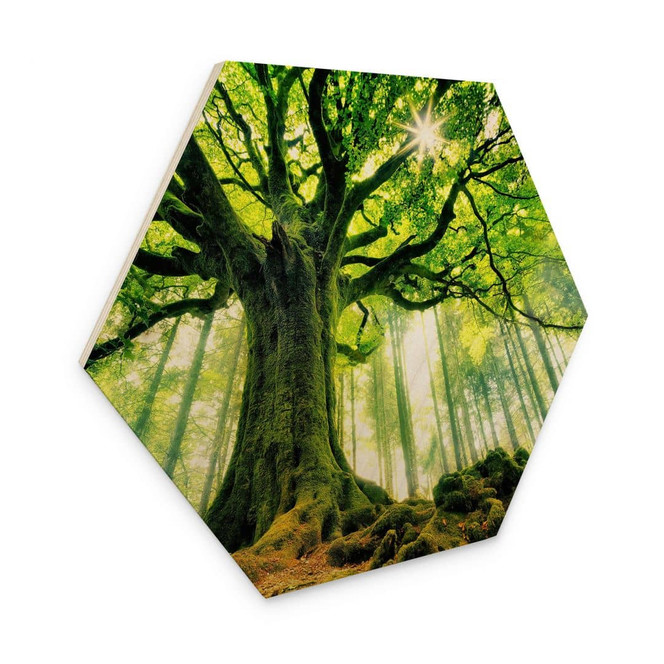 Hexagon Holzbild Märchenwald - Kiciak