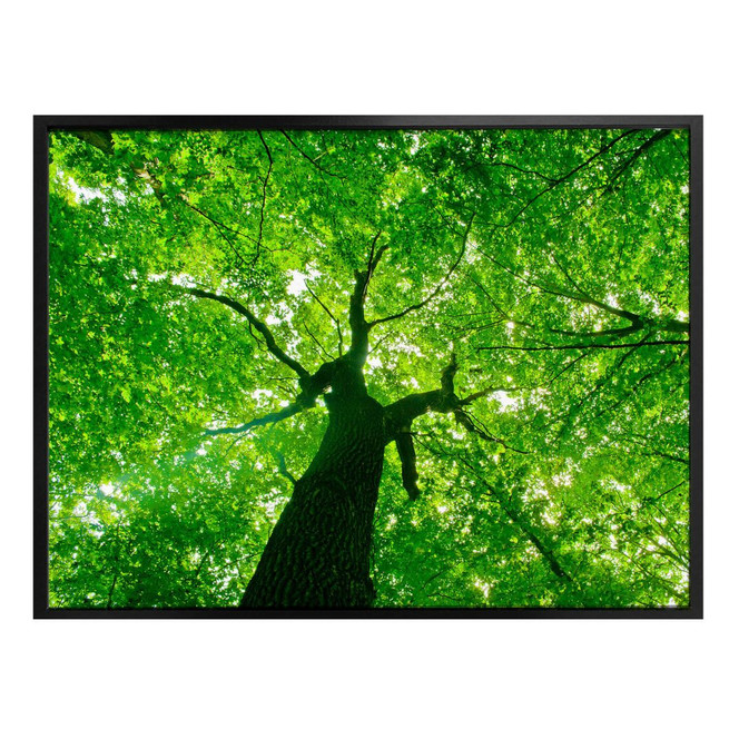 Poster Under the Trees