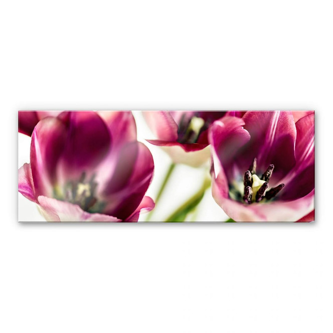 Acrylglasbild Bsmart - Tulips