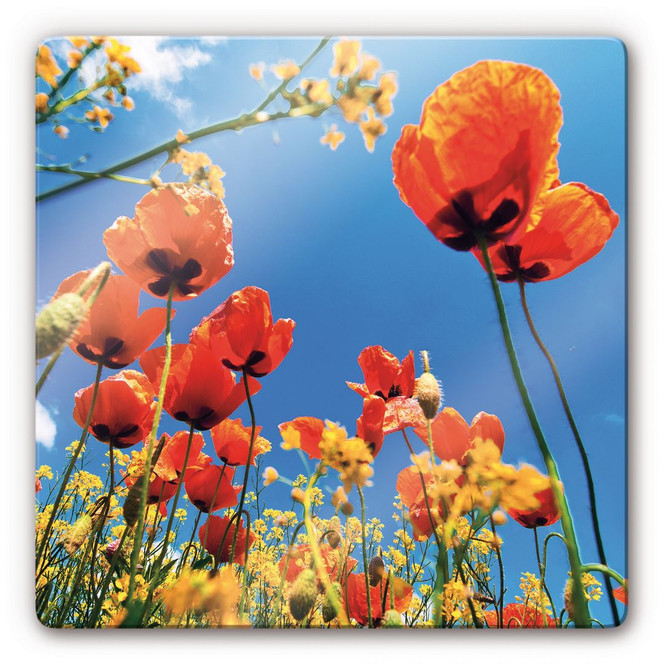 Glasbild Mohnblumen im Rapsfeld