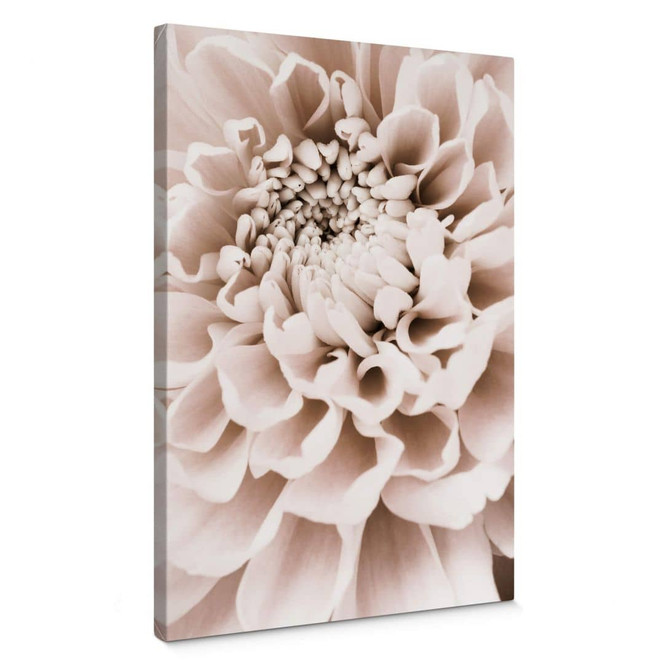 Leinwandbild 1X Studio - Chrysantheme