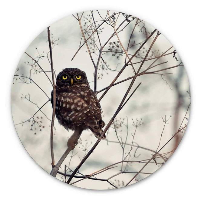 Alu-Dibond Avramescu - Eulenaugen - Rund