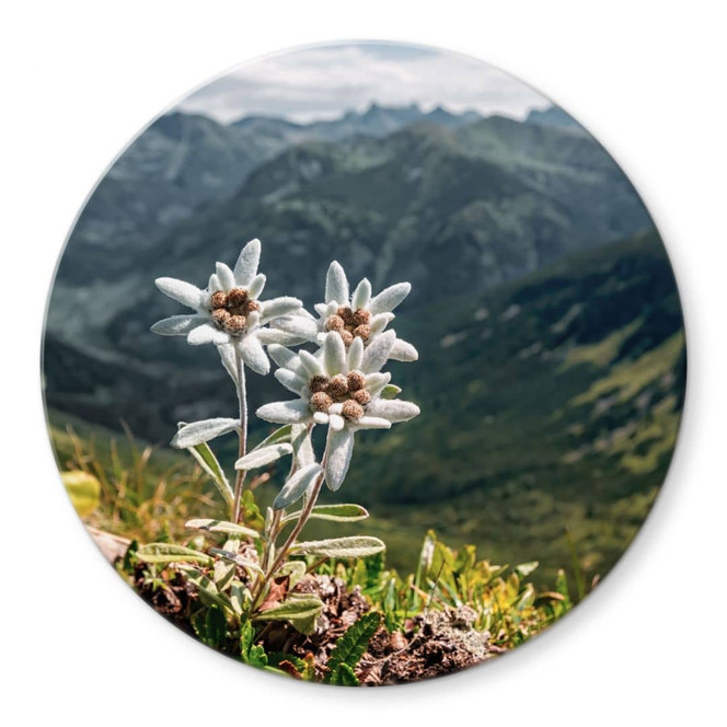 Glasbild Weisser Alpen-Edelweiss auf dem Berg - Rund