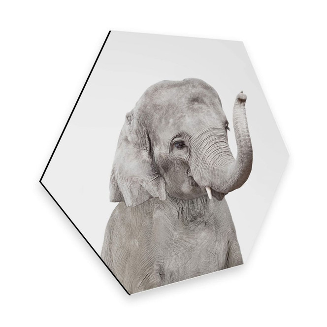 Hexagon - Alu-Dibond Sisi & Seb - Baby Elefant