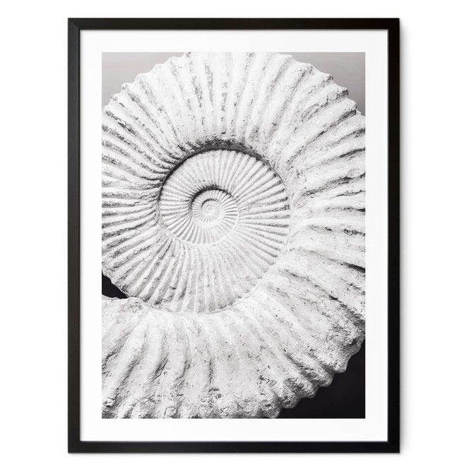 Poster Fossile Muschel - Shot by Clint