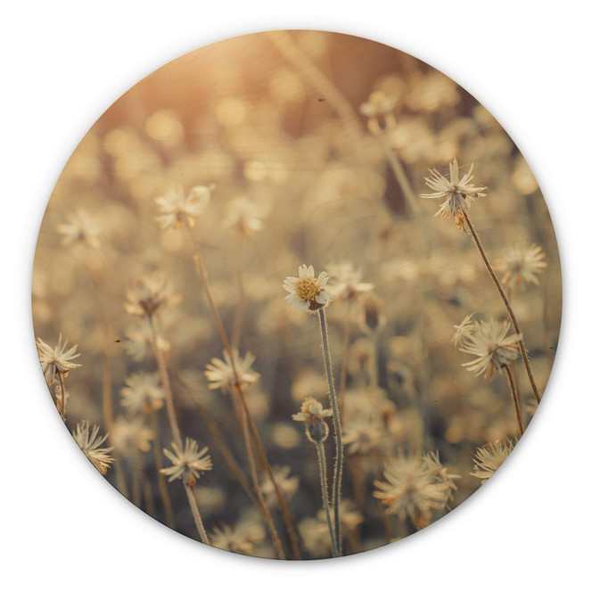 Holzbild Mexican Daisy - Rund