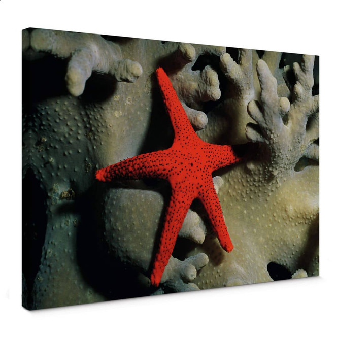 Leinwandbild NG Roter Seestern