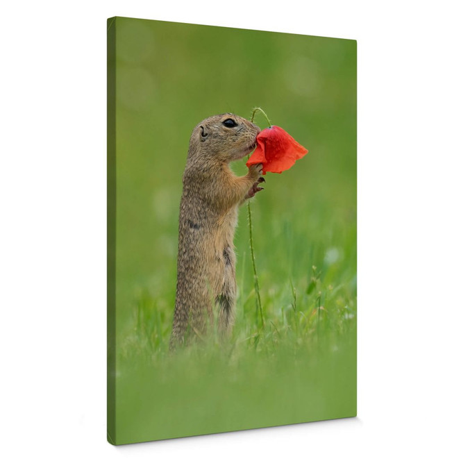 Leinwandbild van Duijn - Erdhörnchen mit Mohnblume