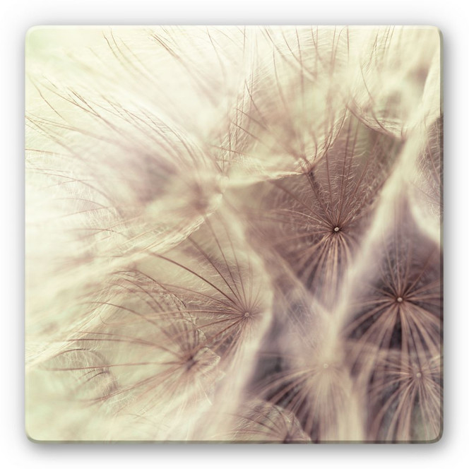 Glasbild Pusteblume Close Up