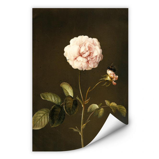 Wallprint Dietzsch - Essig-Rose mit Hummel