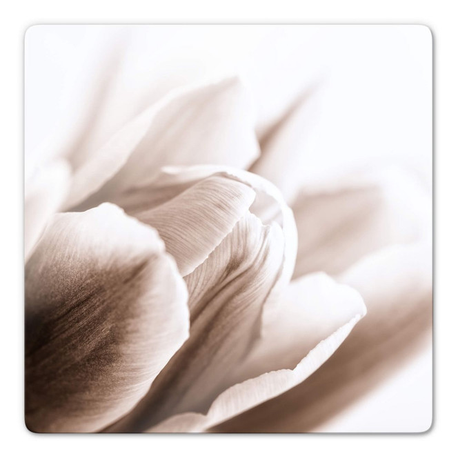 Glasbild Tulpe im Detail - quadratisch