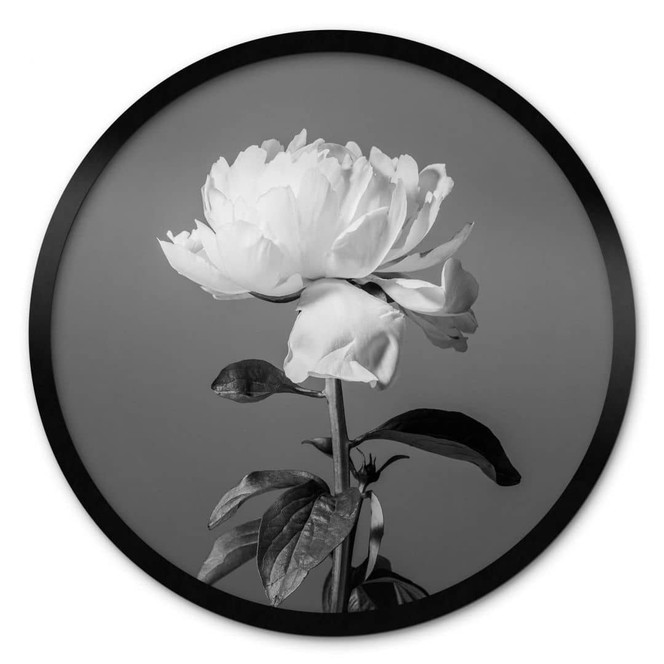 Poster 1X Studio - Pfingstrose schwarz-weiss - Rund