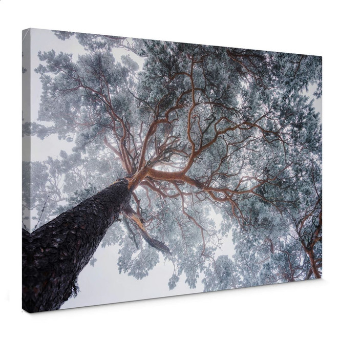 Leinwandbild Krivec - Baum im Winter