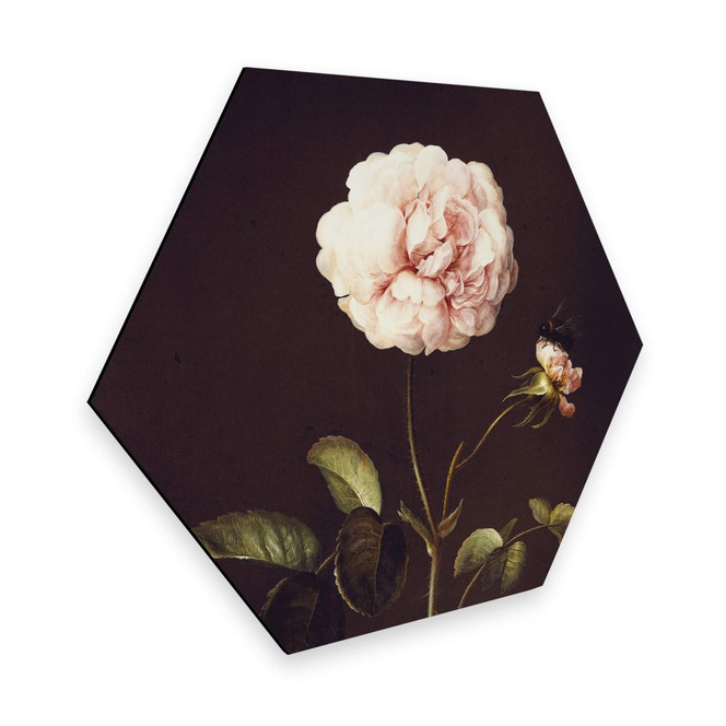 Hexagon - Alu-Dibond Dietzsch - Essigrose mit Hummel