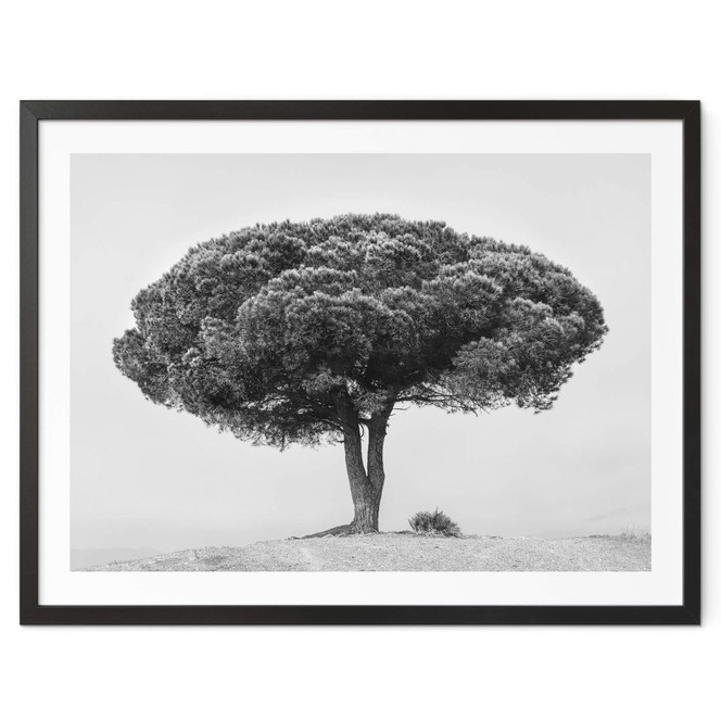 Poster Martin - Baum in Schwarz-Weiss