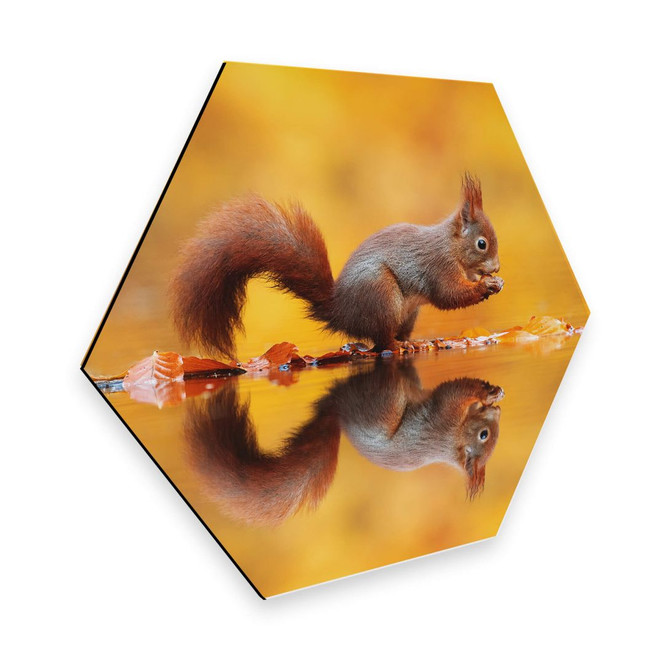 Hexagon - Alu-Dibond van Duijn - Eichhörnchen mit Nuss
