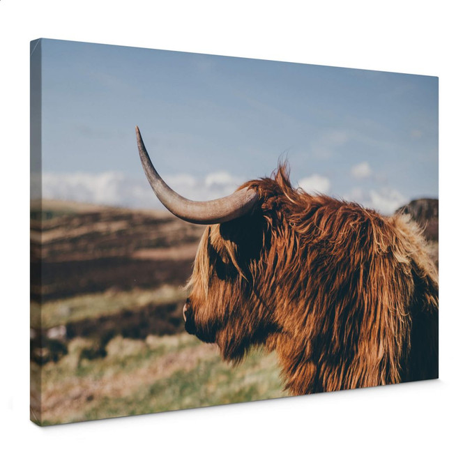 Leinwand Highland Cow 02