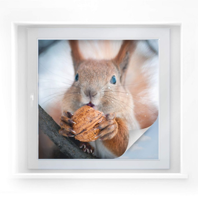 Sichtschutzfolie Eichhörnchen mit Nuss - quadratisch
