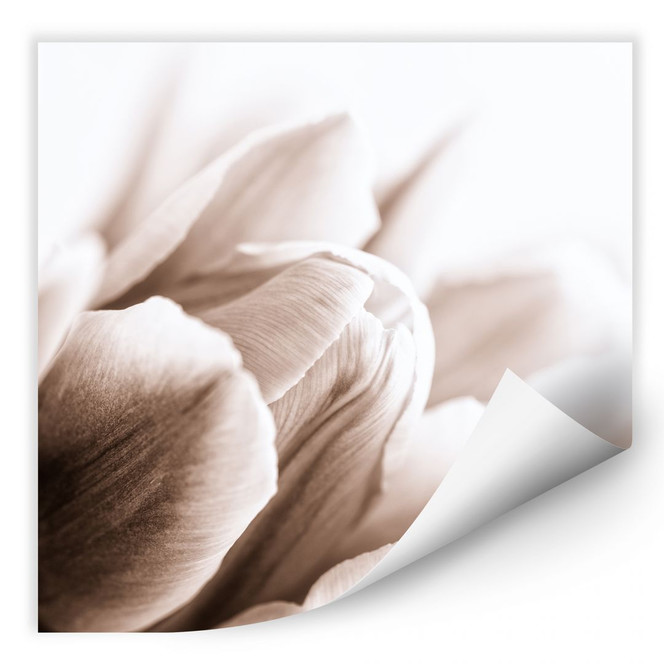 Wallprint Tulpe im Detail - quadratisch